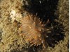 Photo of Antiopella fusca